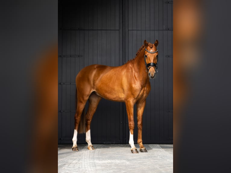 Westfale Wallach 4 Jahre 166 cm Dunkelfuchs in Mol