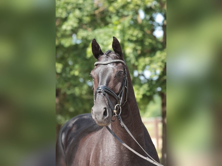 Westfale Wallach 4 Jahre 166 cm Rappe in Greven