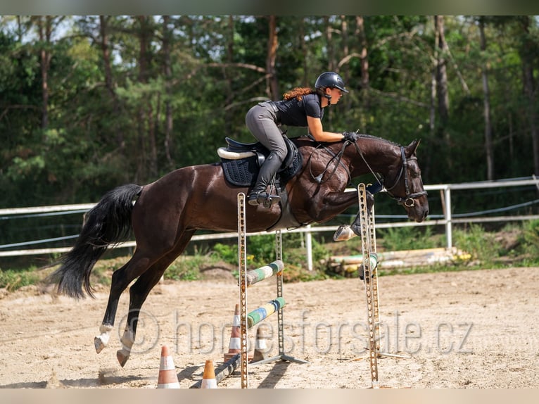 Westfale Wallach 4 Jahre 166 cm Schwarzbrauner in Tabor