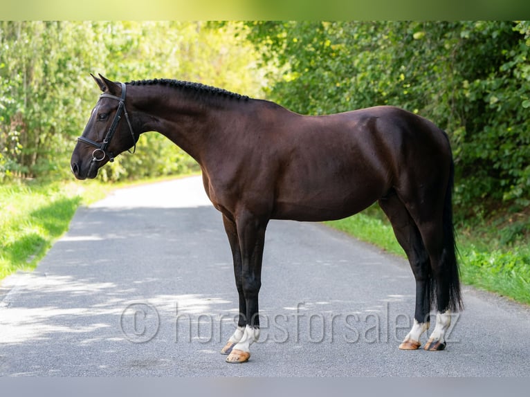 Westfale Wallach 4 Jahre 166 cm Schwarzbrauner in Tabor