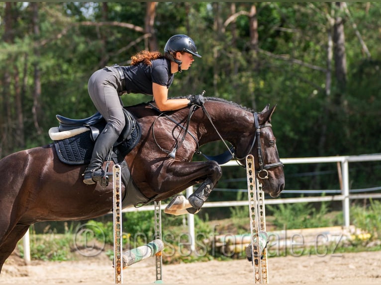 Westfale Wallach 4 Jahre 166 cm Schwarzbrauner in Tabor