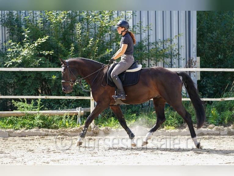 Westfale Wallach 4 Jahre 166 cm Schwarzbrauner in Tabor