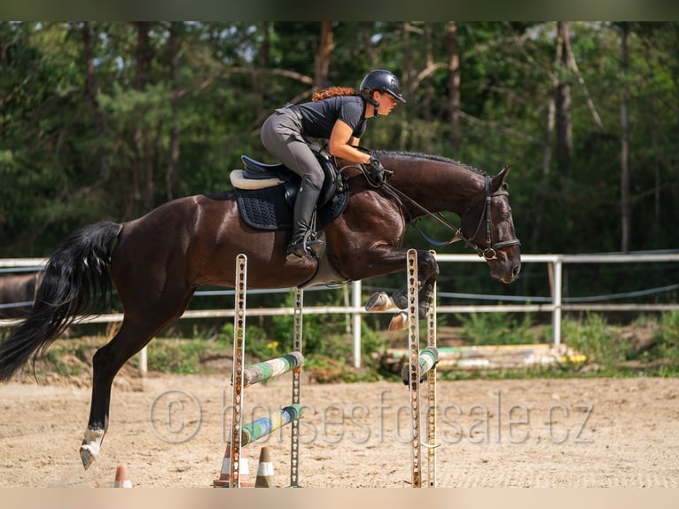 Westfale Wallach 4 Jahre 166 cm Schwarzbrauner in Tabor
