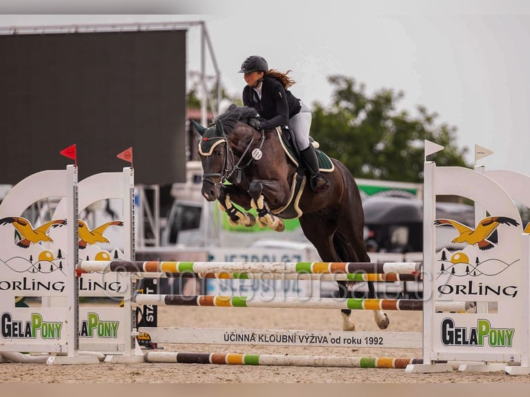 Westfale Wallach 4 Jahre 166 cm Schwarzbrauner in Tabor