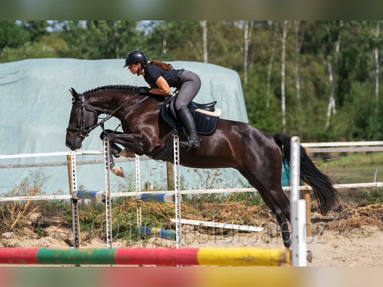 Westfale Wallach 4 Jahre 166 cm Schwarzbrauner in Tabor