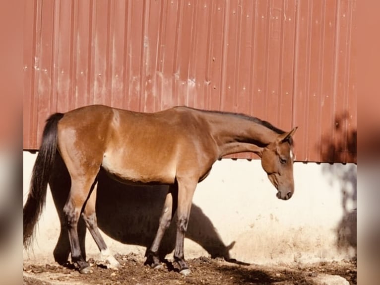 Westfale Wallach 4 Jahre 167 cm Brauner in Gummersbach
