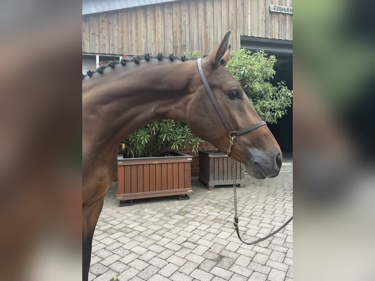 Westfale Wallach 4 Jahre 167 cm Brauner in Waltrop