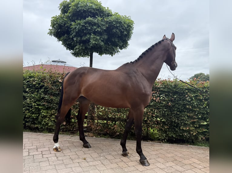 Westfale Wallach 4 Jahre 167 cm Brauner in Waltrop