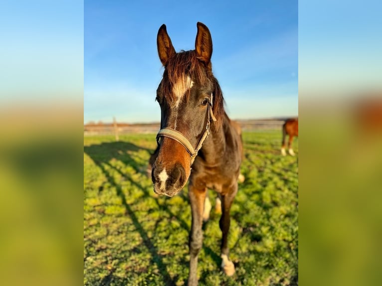 Westfale Wallach 4 Jahre 167 cm Brauner in Weiskirchen