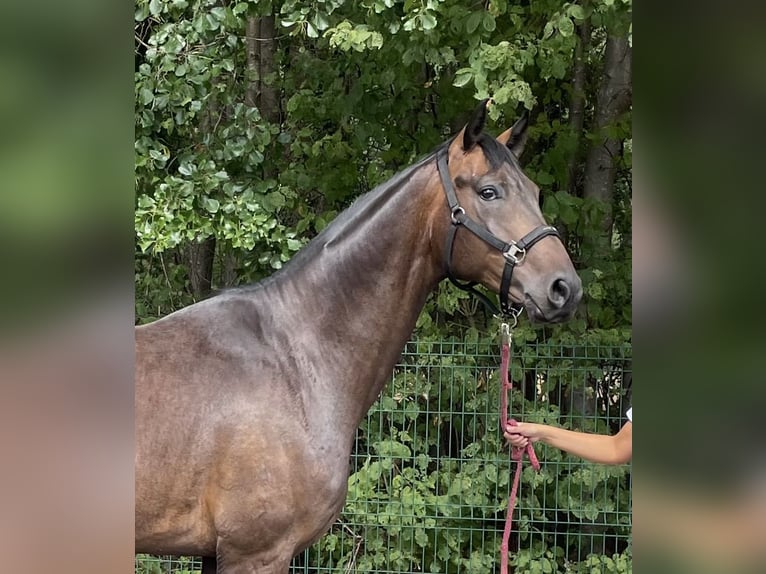 Westfale Wallach 4 Jahre 167 cm Dunkelbrauner in Verl