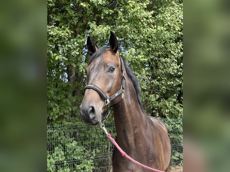 Westfale Wallach 4 Jahre 167 cm Dunkelbrauner in Verl