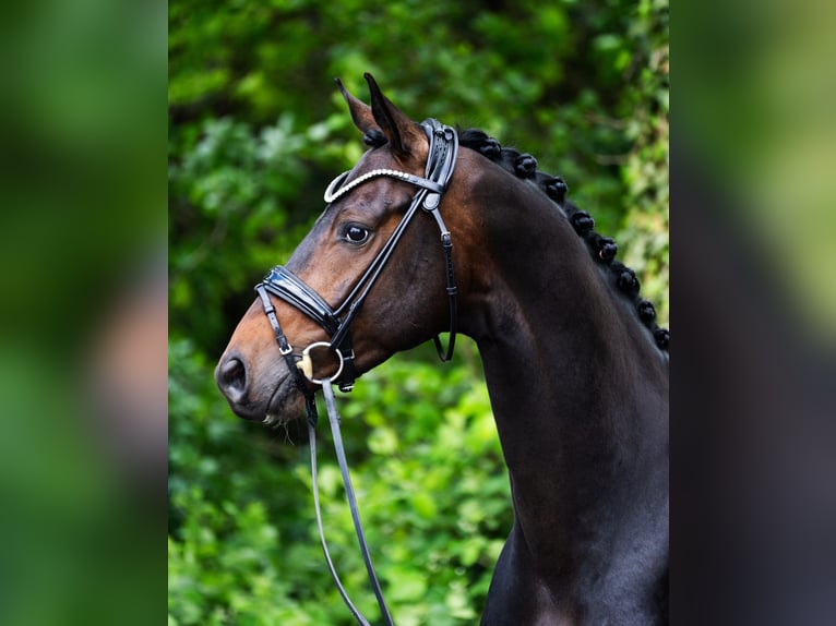 Westfale Wallach 4 Jahre 167 cm Dunkelbrauner in Ostercappeln