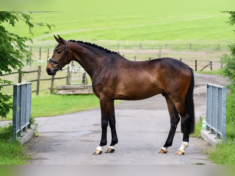 Westfale Wallach 4 Jahre 167 cm Dunkelbrauner in Detmold