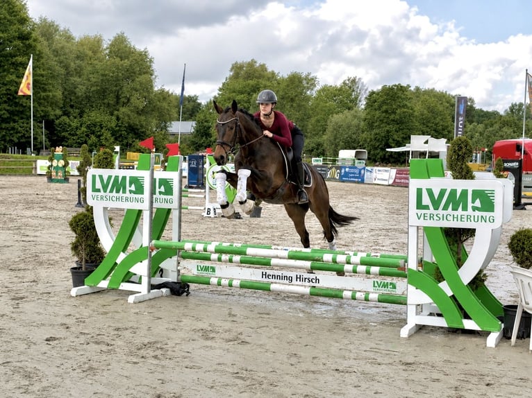 Westfale Wallach 4 Jahre 167 cm Dunkelbrauner in Detmold