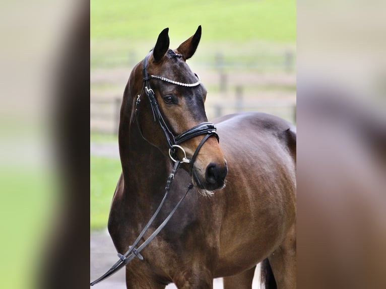 Westfale Wallach 4 Jahre 167 cm Dunkelbrauner in Detmold