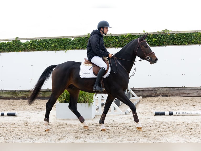 Westfale Wallach 4 Jahre 167 cm Dunkelbrauner in Waddinxveen Westfale Wallach 4 Jahre 167 cm Dunkelbrauner in Waddinxveen