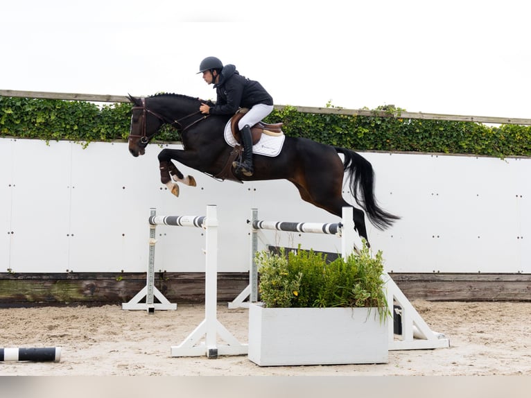 Westfale Wallach 4 Jahre 167 cm Dunkelbrauner in Waddinxveen Westfale Wallach 4 Jahre 167 cm Dunkelbrauner in Waddinxveen