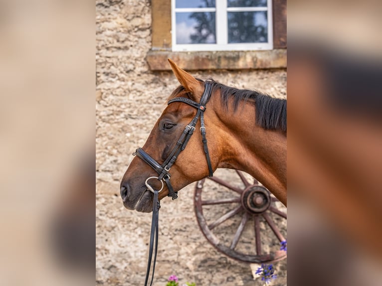 Westfale Wallach 4 Jahre 167 cm Dunkelfuchs in Glandorf