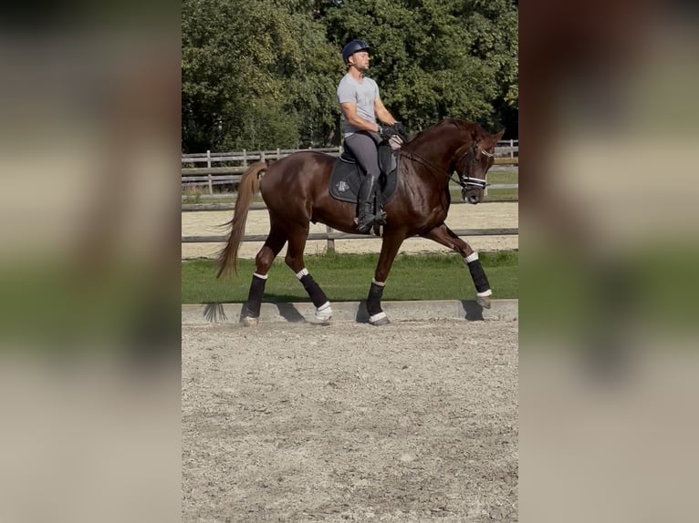 Westfale Wallach 4 Jahre 167 cm Dunkelfuchs in Wagenfeld