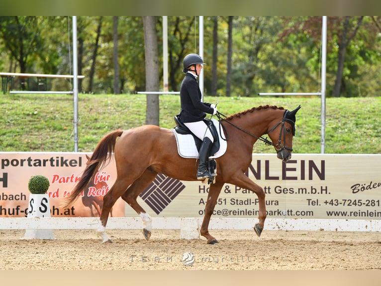 Westfale Wallach 4 Jahre 167 cm Fuchs in Gallspach