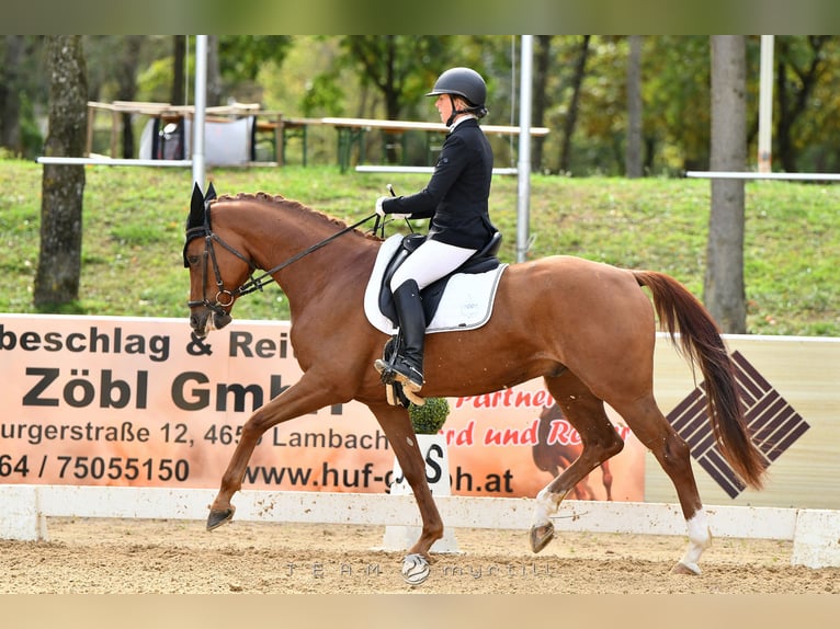 Westfale Wallach 4 Jahre 167 cm Fuchs in Gallspach