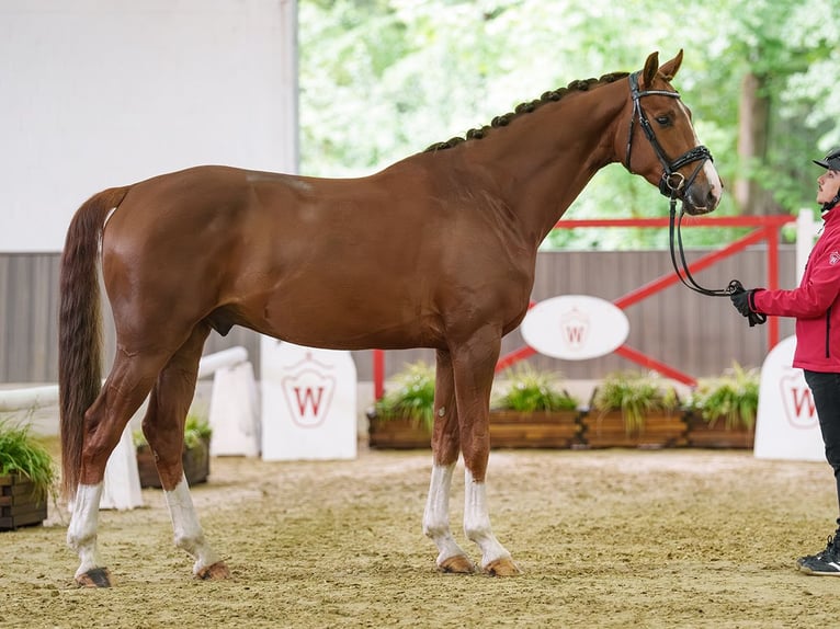 Westfale Wallach 4 Jahre 167 cm Fuchs in Münster-Handorf