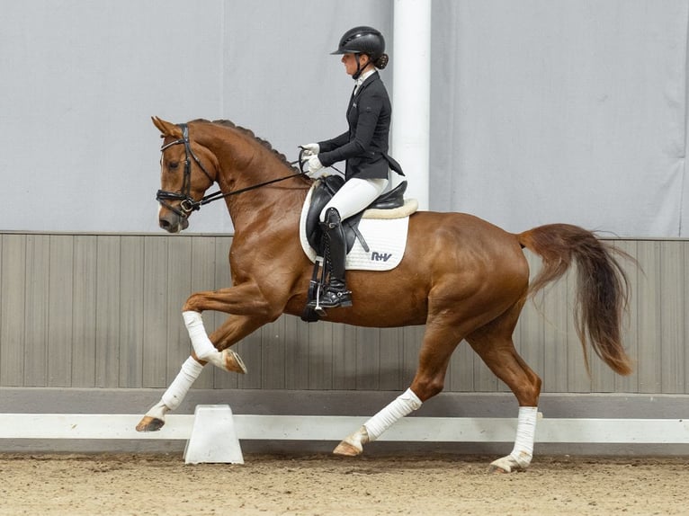 Westfale Wallach 4 Jahre 167 cm Fuchs in Münster-Handorf