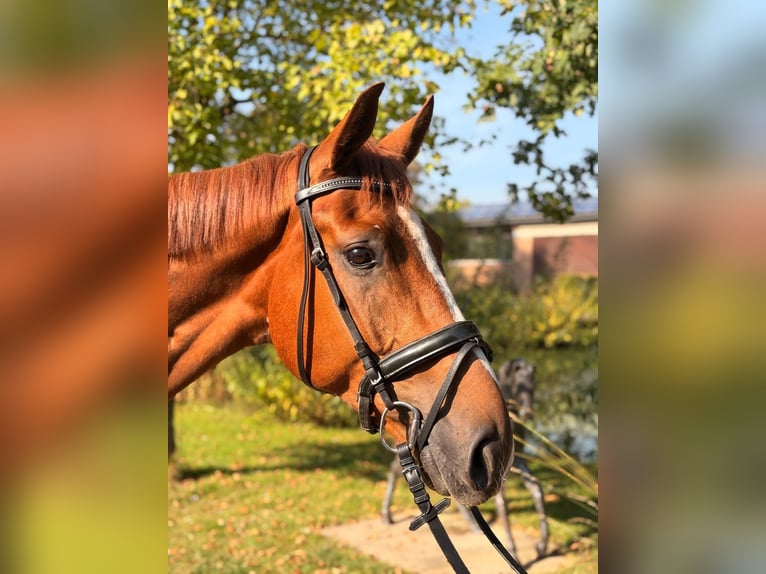 Westfale Wallach 4 Jahre 167 cm Fuchs in Altenberge