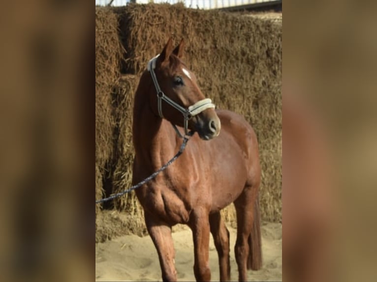 Westfale Wallach 4 Jahre 167 cm Fuchs in Overath