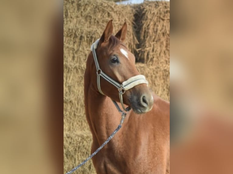 Westfale Wallach 4 Jahre 167 cm Fuchs in Overath