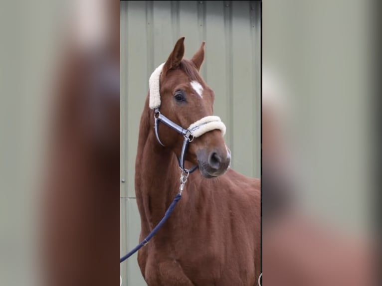 Westfale Wallach 4 Jahre 167 cm Fuchs in Overath