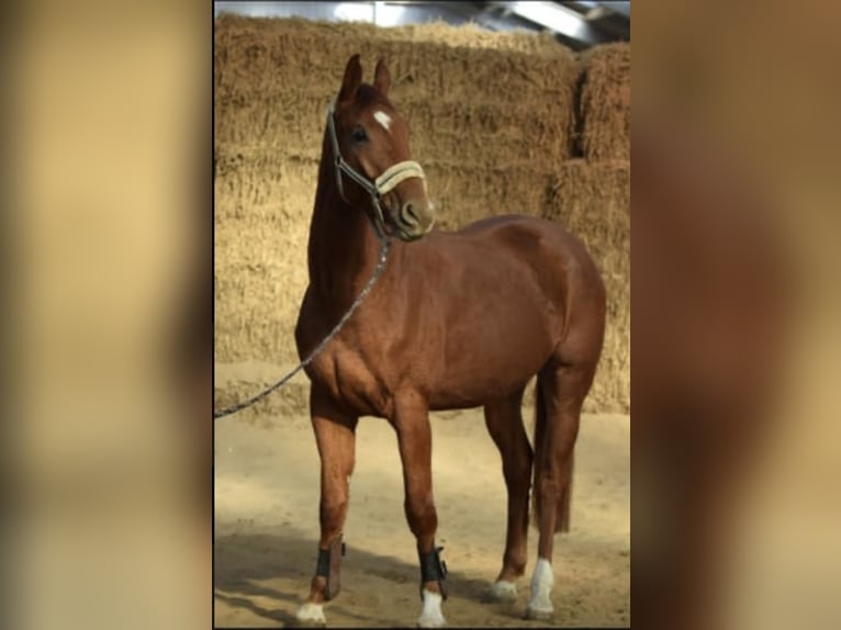 Westfale Wallach 4 Jahre 167 cm Fuchs in Overath