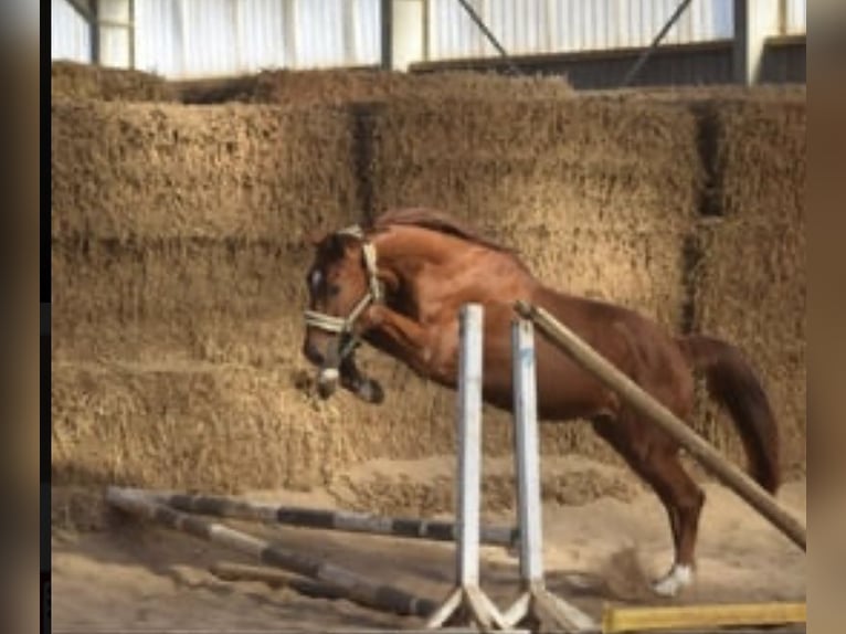 Westfale Wallach 4 Jahre 167 cm Fuchs in Overath