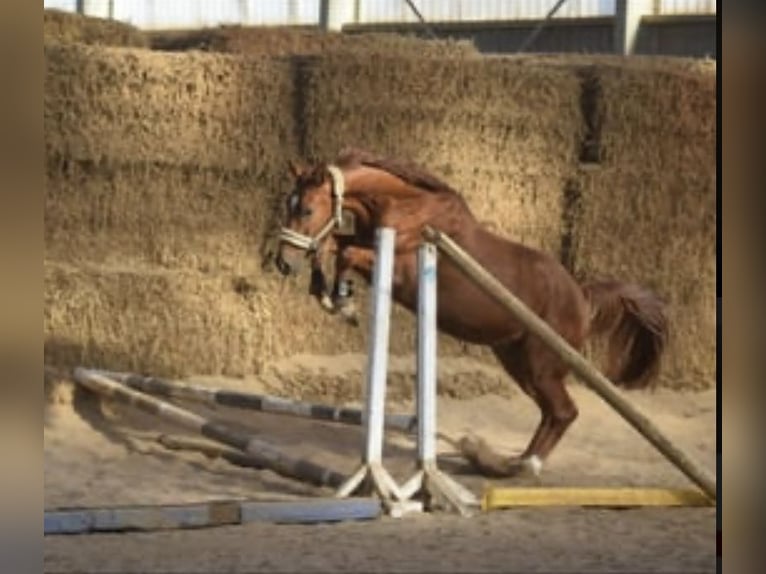 Westfale Wallach 4 Jahre 167 cm Fuchs in Overath