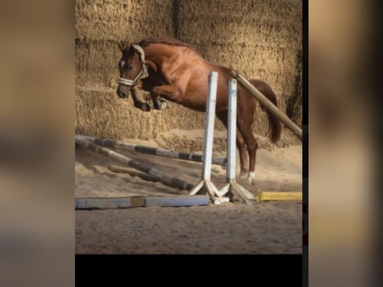 Westfale Wallach 4 Jahre 167 cm Fuchs in Overath