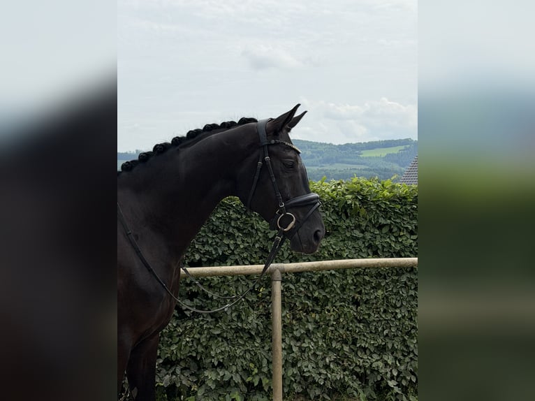 Westfale Wallach 4 Jahre 167 cm Schwarzbrauner in Attendorn