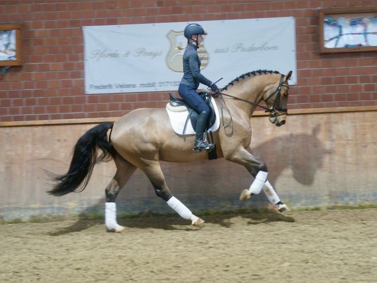 Westfale Wallach 4 Jahre 168 cm Brauner in Paderborn