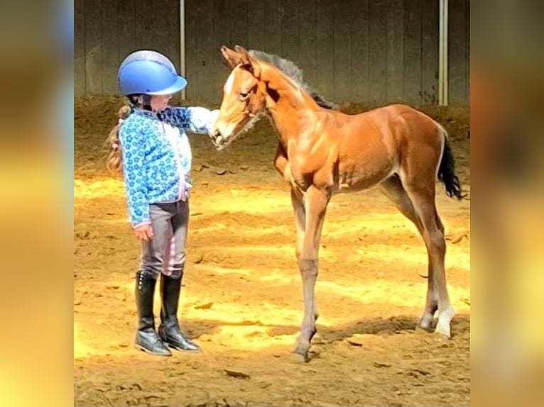 Westfale Wallach 4 Jahre 168 cm Brauner in Gevelsberg
