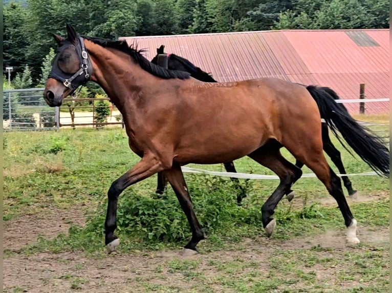 Westfale Wallach 4 Jahre 168 cm Brauner in Gevelsberg