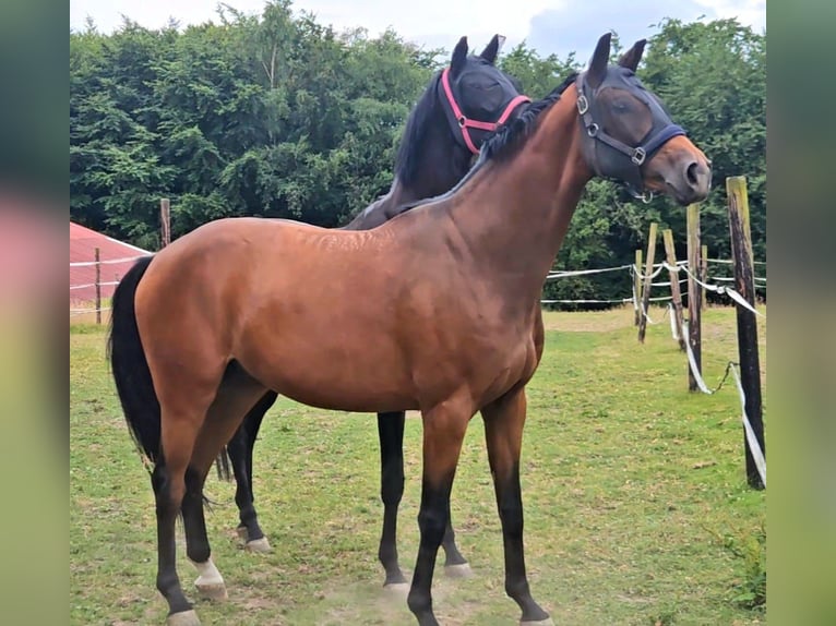 Westfale Wallach 4 Jahre 168 cm Brauner in Gevelsberg