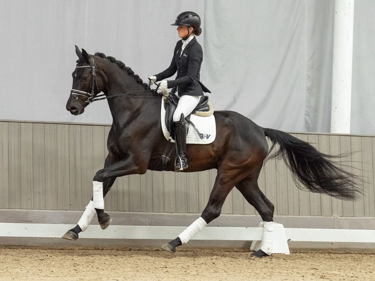 Westfale Wallach 4 Jahre 168 cm Brauner in Münster-Handorf