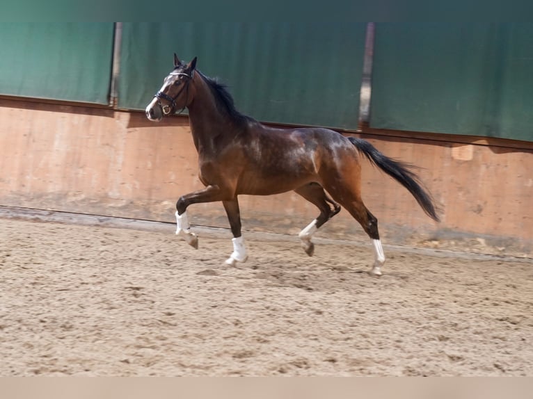 Westfale Wallach 4 Jahre 168 cm Brauner in Paderborn