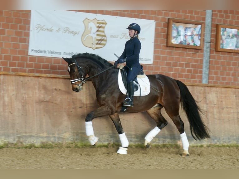 Westfale Wallach 4 Jahre 168 cm Brauner in Paderborn