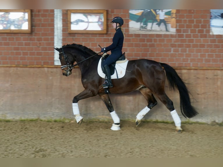 Westfale Wallach 4 Jahre 168 cm Brauner in Paderborn