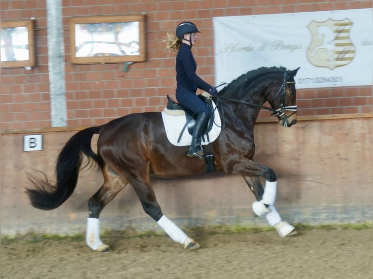 Westfale Wallach 4 Jahre 168 cm Brauner in Paderborn