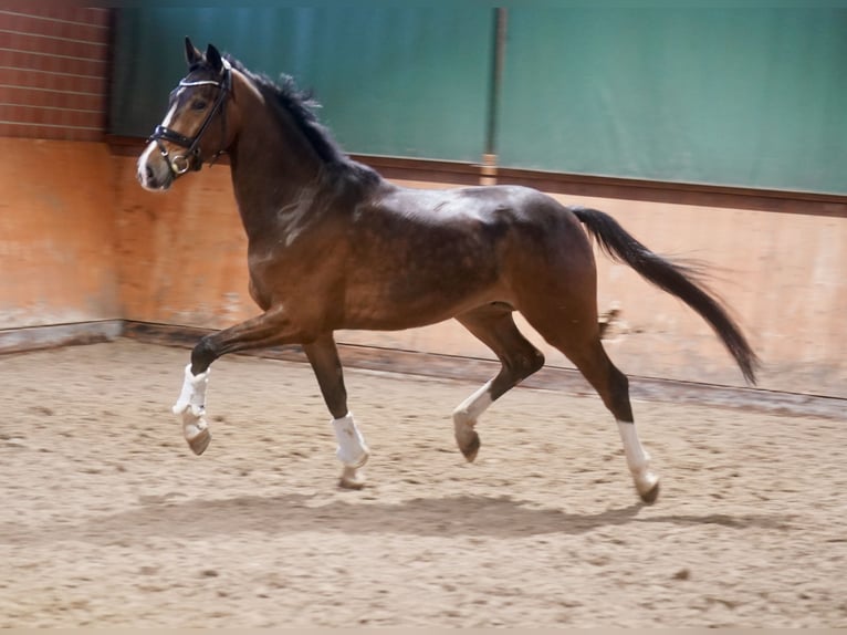 Westfale Wallach 4 Jahre 168 cm Brauner in Paderborn