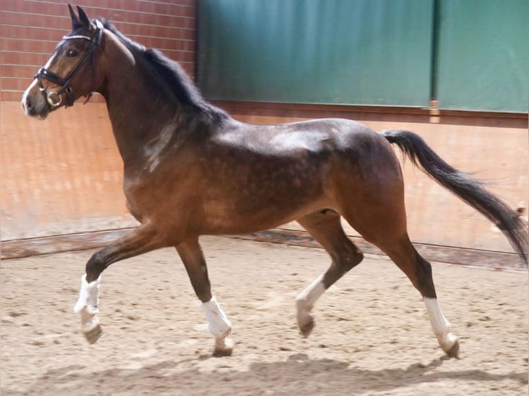 Westfale Wallach 4 Jahre 168 cm Brauner in Paderborn