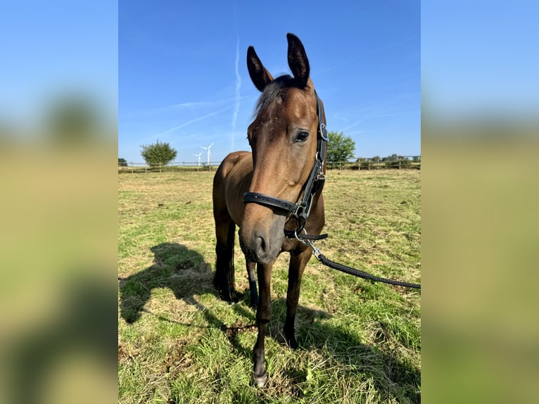 Westfale Wallach 4 Jahre 168 cm Brauner in Rehburg-Loccum