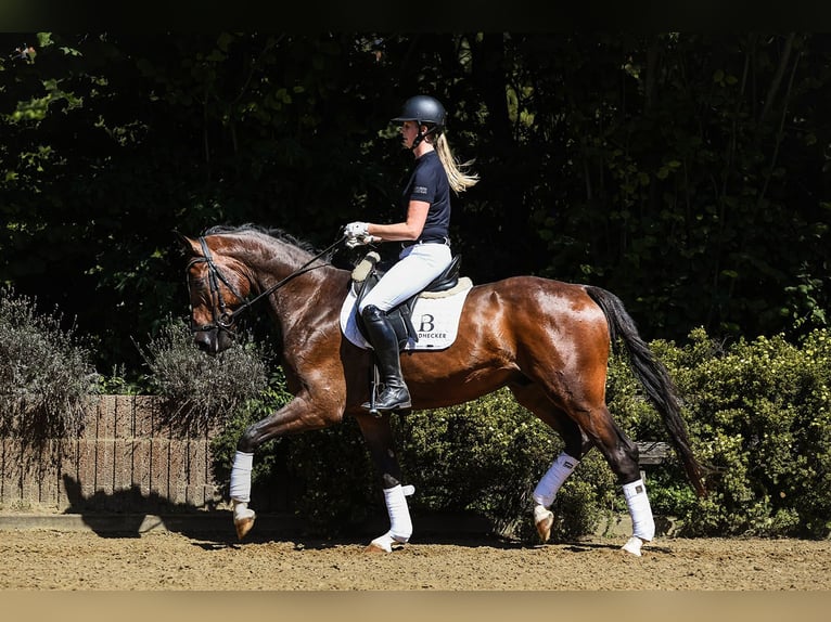 Westfale Wallach 4 Jahre 168 cm Brauner in Riedstadt