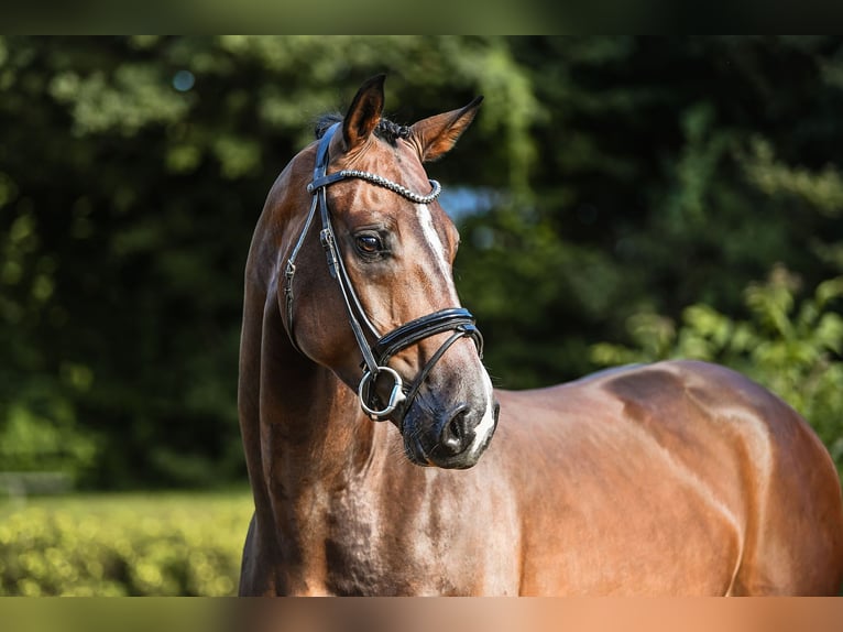 Westfale Wallach 4 Jahre 168 cm Brauner in Riedstadt